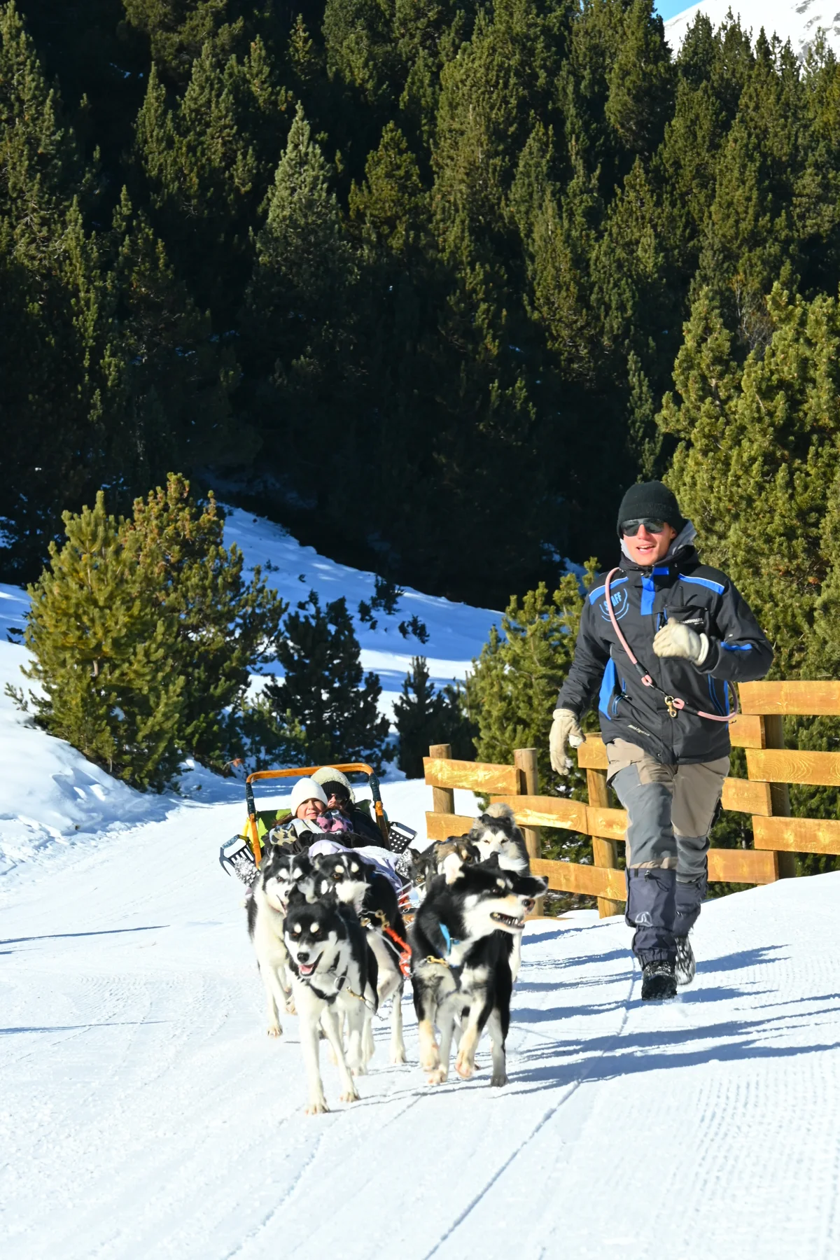 Dog-sled work in winter conditions