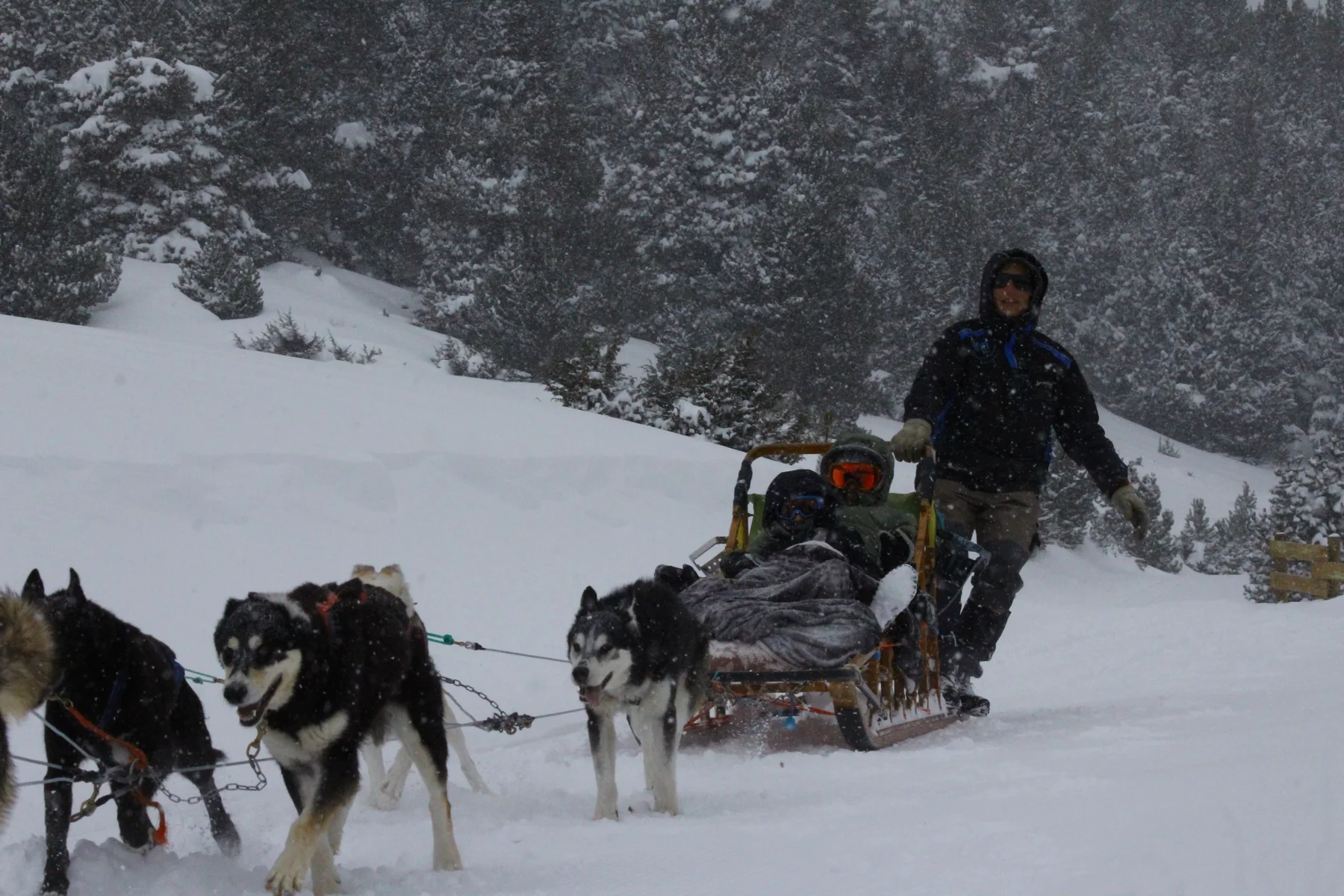 Dog-sled work in winter conditions