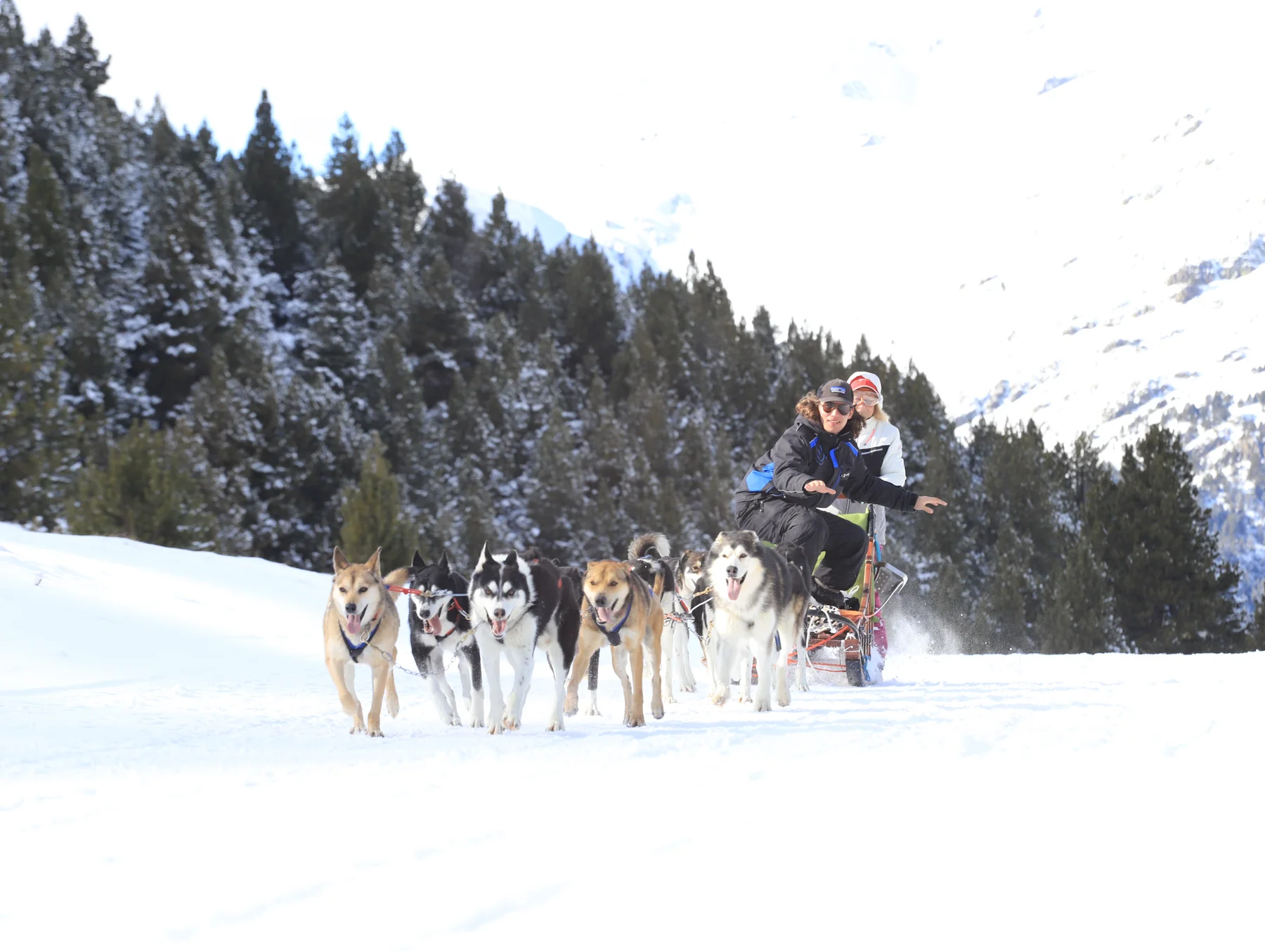 Guest experience on a dog-sled tour