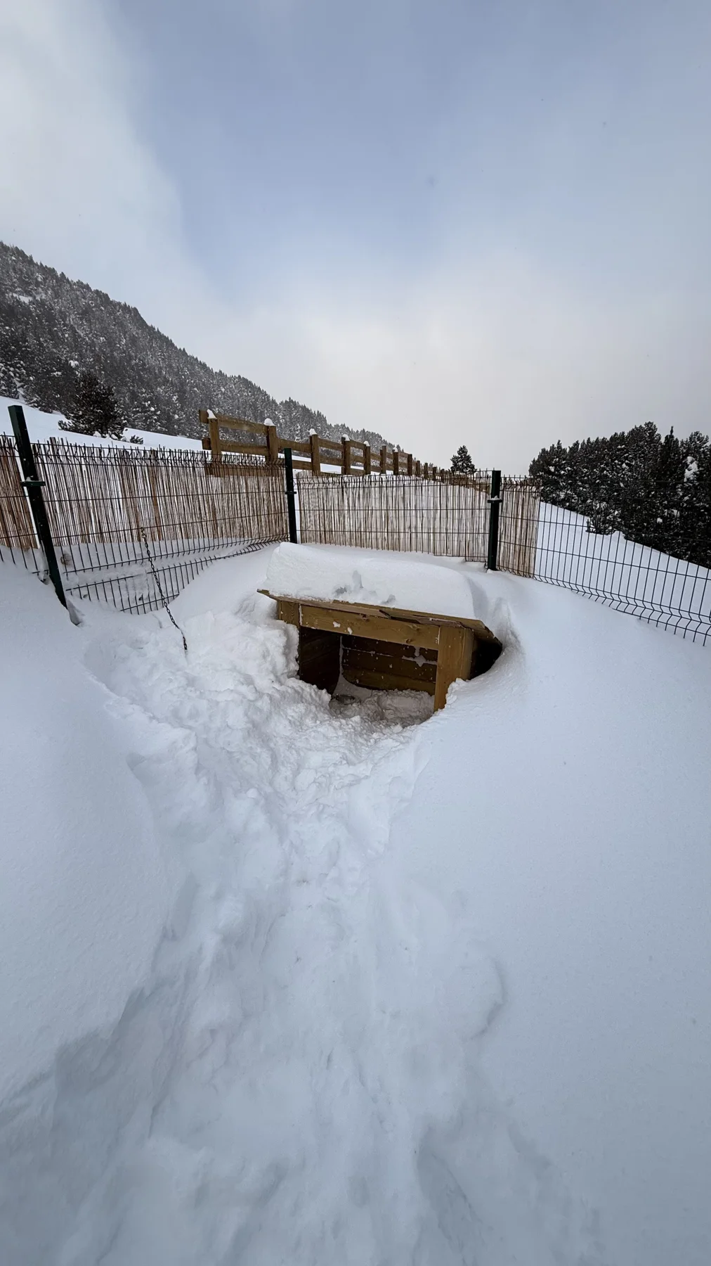 Snow-covered kennel